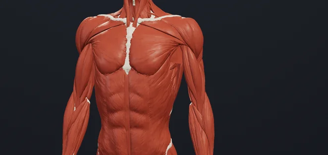 Le corps humain en 3D dans l’Atlas Kosima, muscles superficiels apparents.